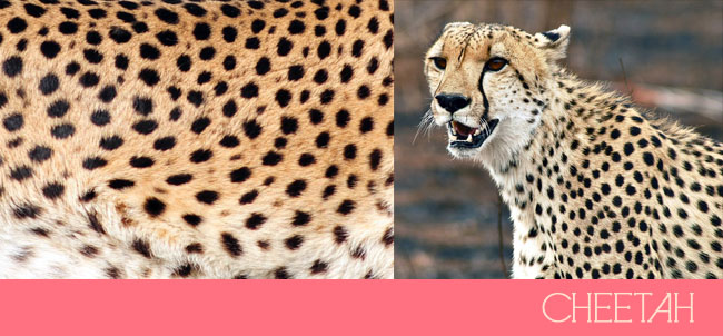 Lets Make Things Clear: Leopard Prints vs. Cheetah Prints - >> joeandcheryl.com <<