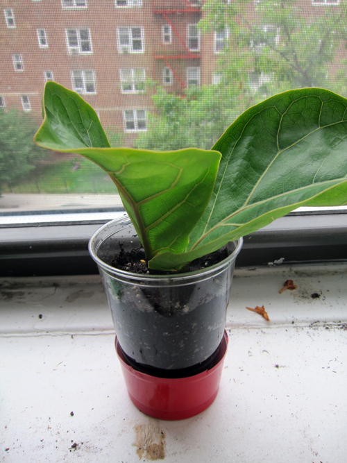 My New Baby: Fiddle Leaf Fig Tree - << joeandcheryl.com >>