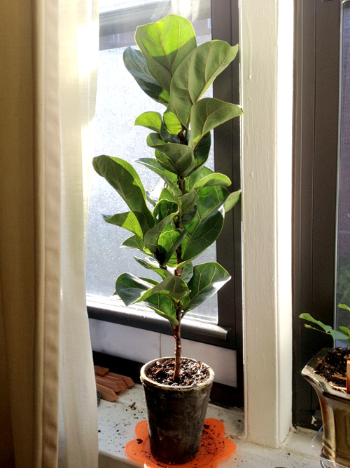 My New Baby: Fiddle Leaf Fig Tree - << joeandcheryl.com >>