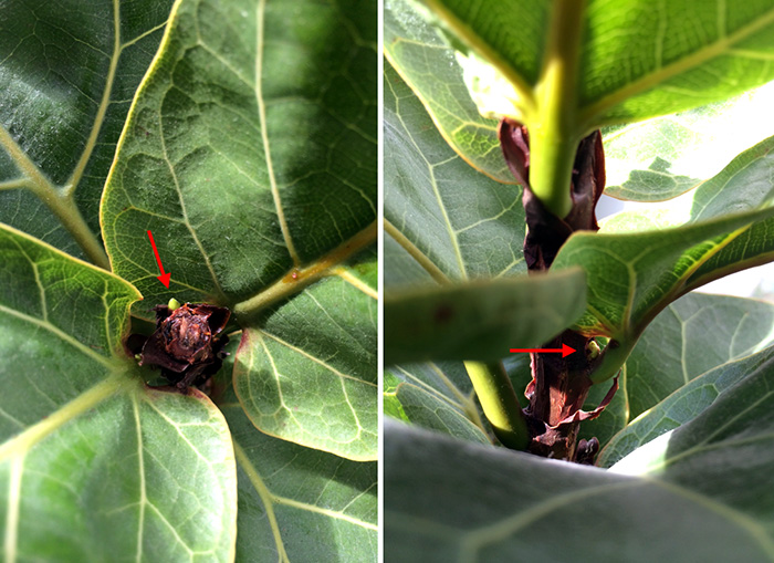 Fiddle Leaf Fig Update - >> joeandcheryl.com <<